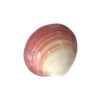 massagesnäcka-samtea-lava-shell-660